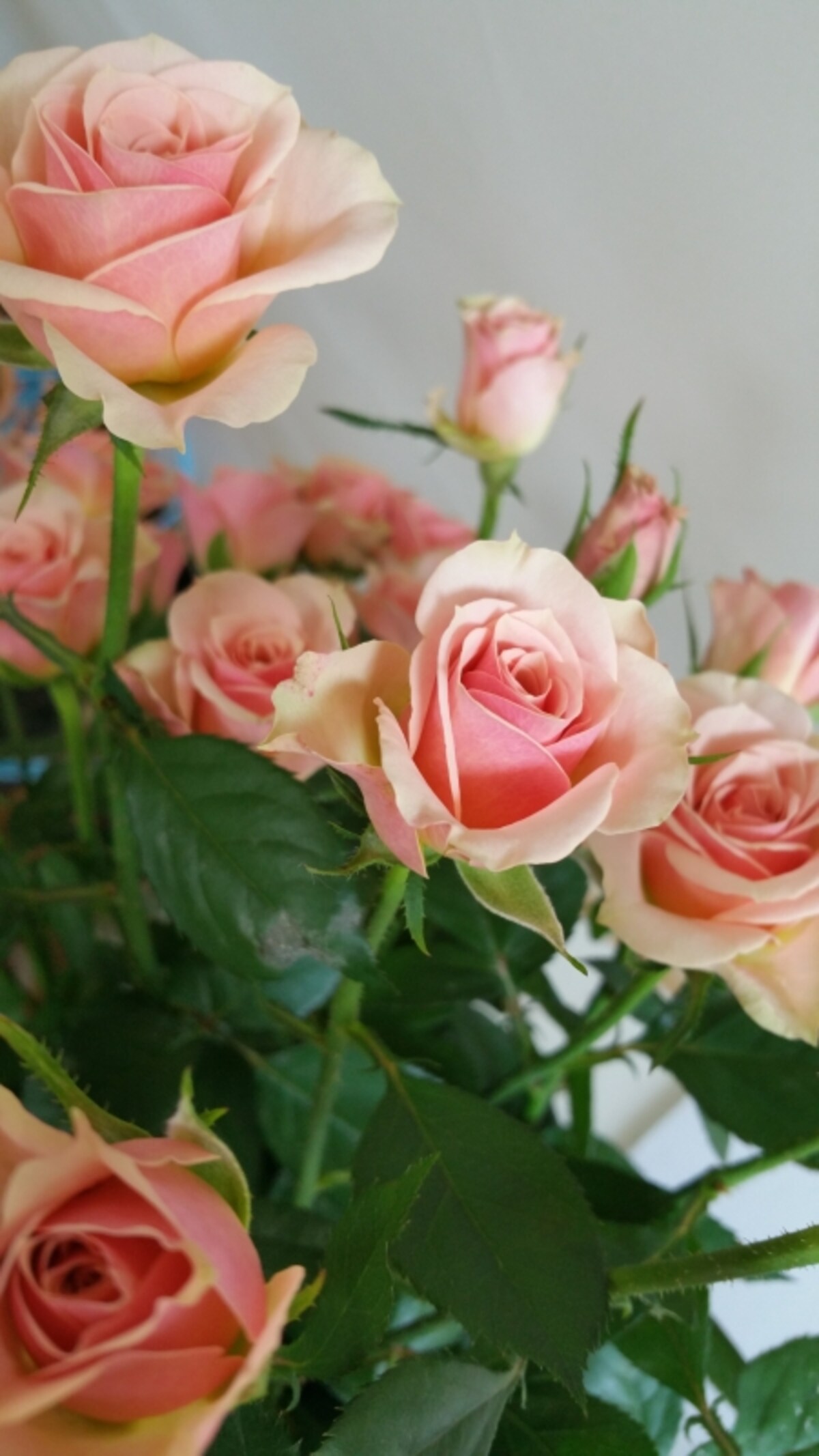 生花イルゼ