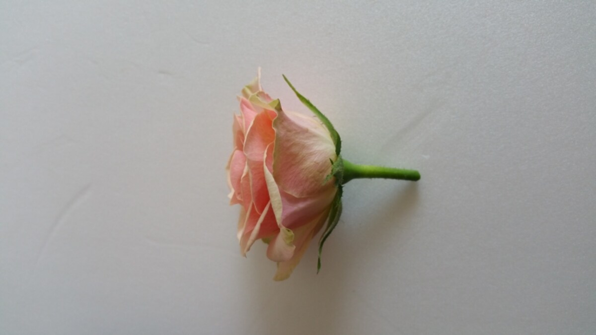 生花イルゼ