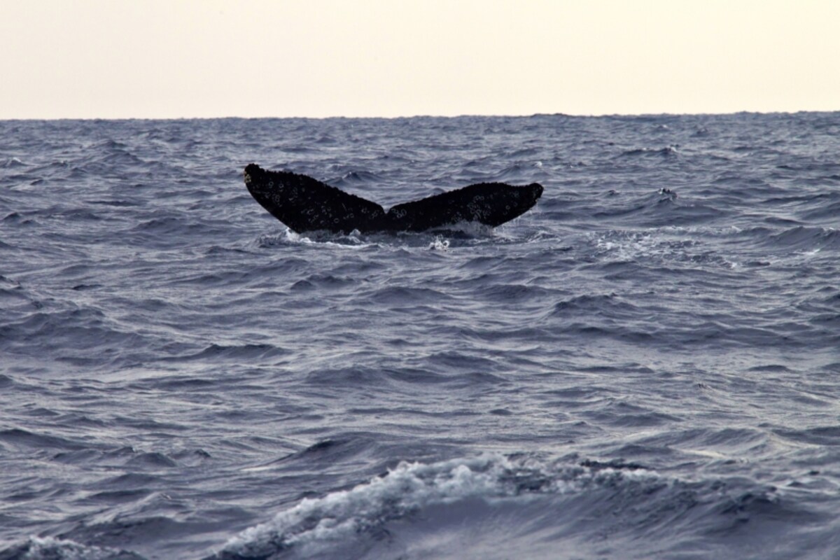 kujira