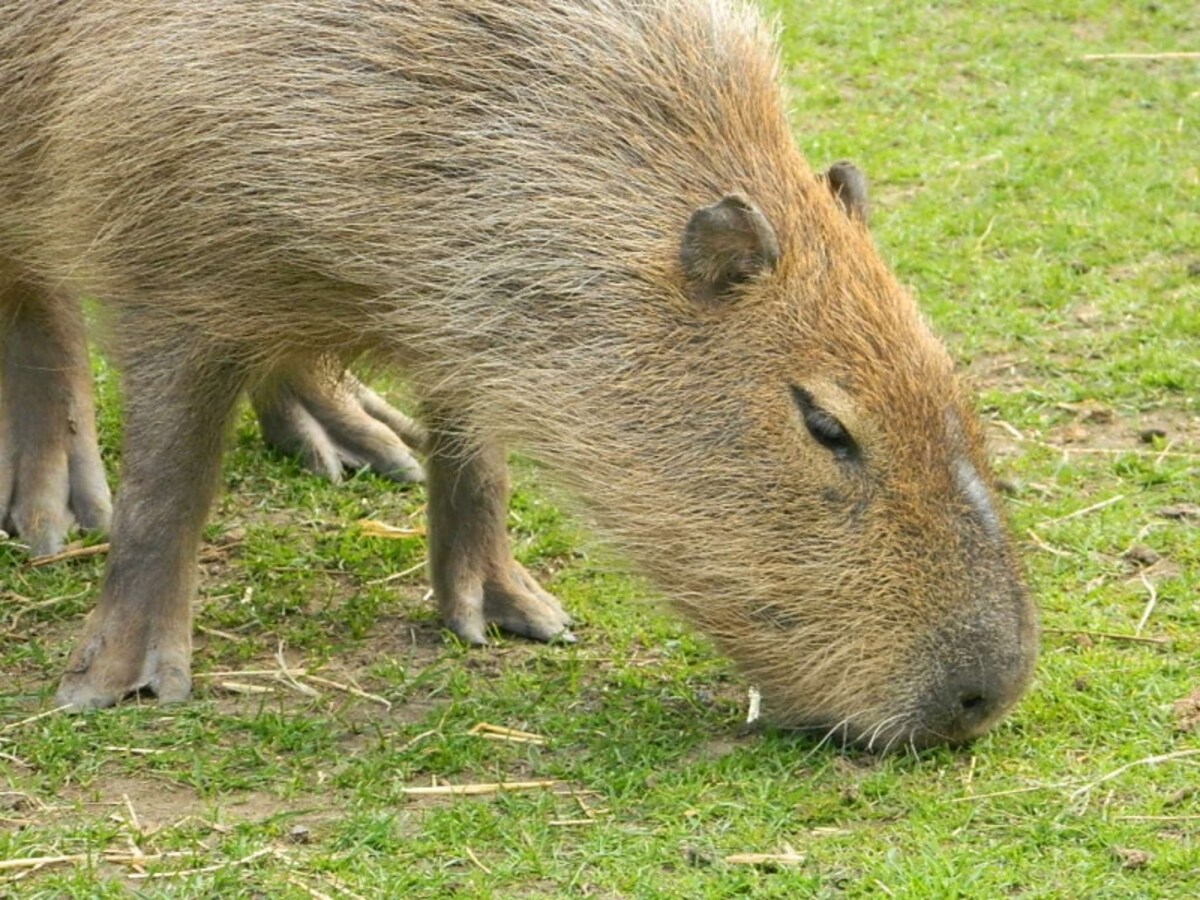 capybara