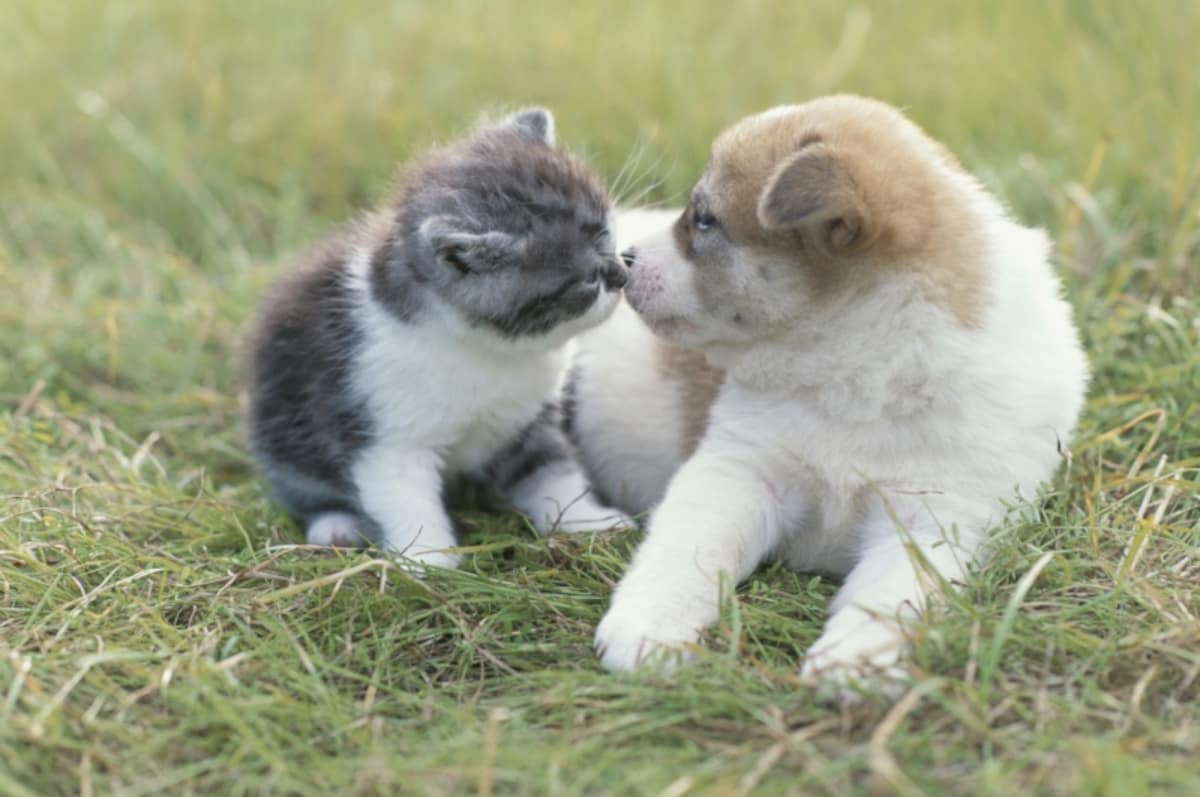 仲良しの犬と猫