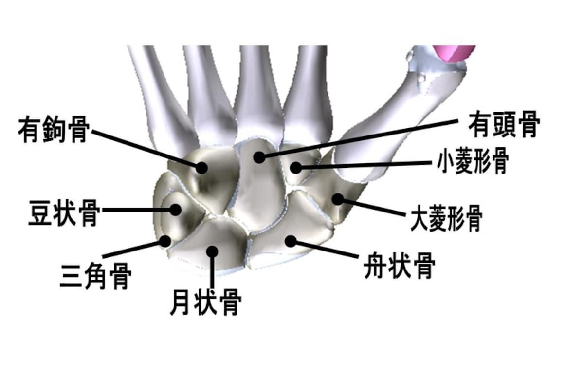 手根骨,覚え方,語呂合わせ,手の骨,手の有頭骨と関節を構成しないのはどれか,手根骨覚え方,手の月状骨と関節,月状骨と関節をつくる,関節面,しゅこんこつ,理学療法士,国家試験,勉強法,解剖学