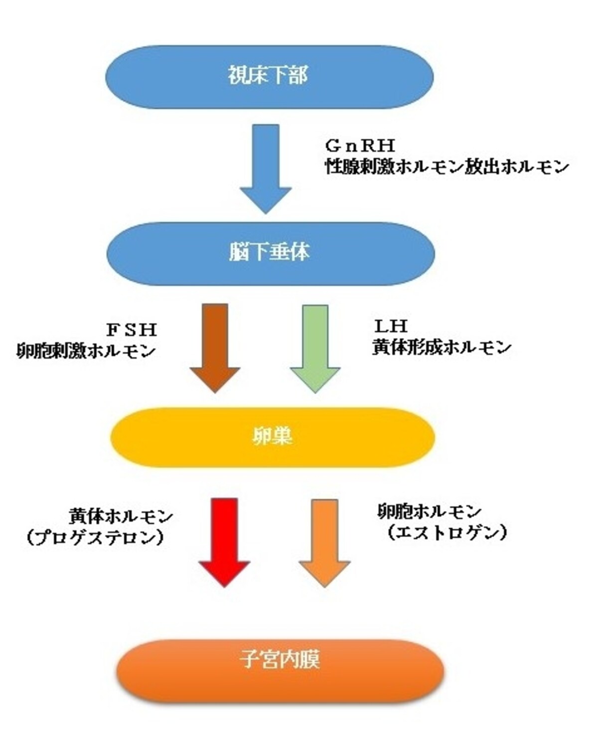 女性ホルモン分泌の流れ