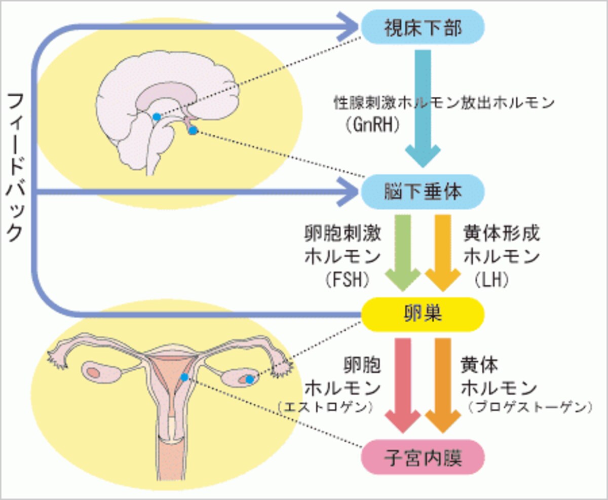 女性ホルモン分泌の流れ (8)