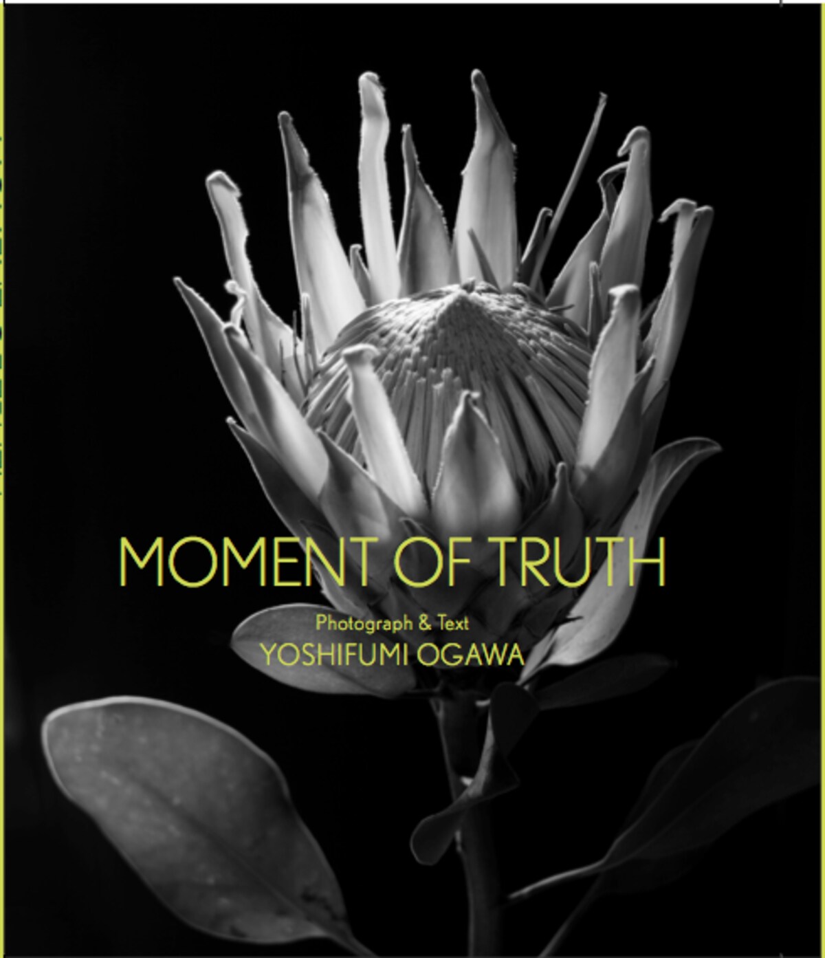 写真集『MOMENT OF TRUTH』の表紙。自然光だけで輝いた花を撮影している