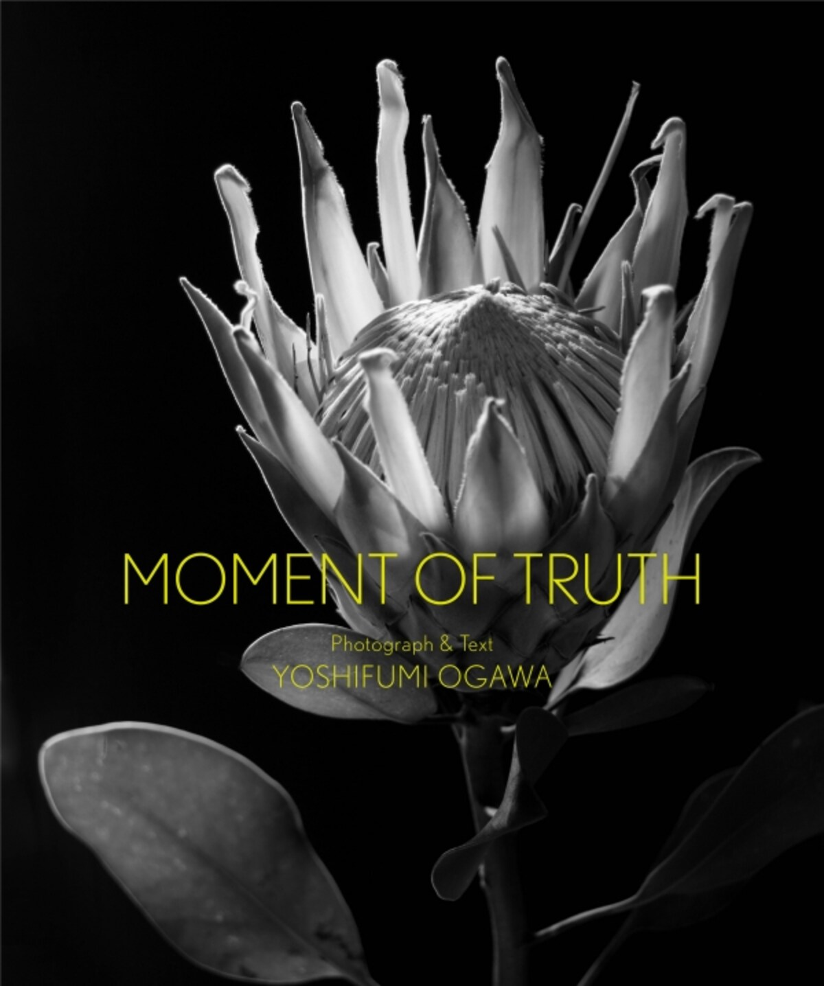 写真集『MOMENT OF TRUTH』の表紙。自然光だけで輝いた花を撮影している