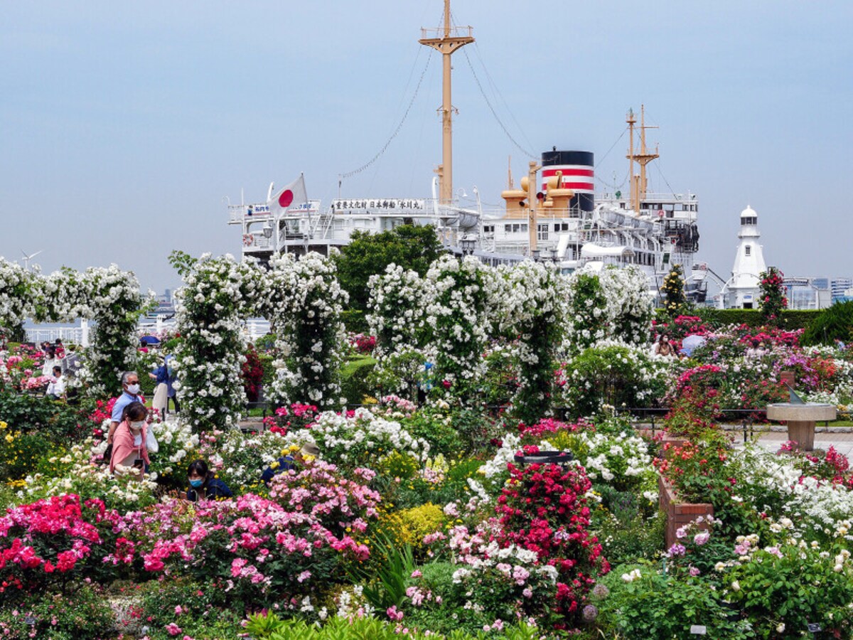 山下公園前の沈床花壇「未来のローズガーデン」。日本郵船氷川丸をバックに（2021年5月14日撮影）