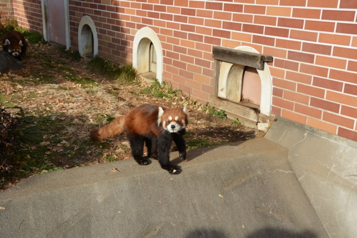 見学者に駆け寄るレッサーパンダ