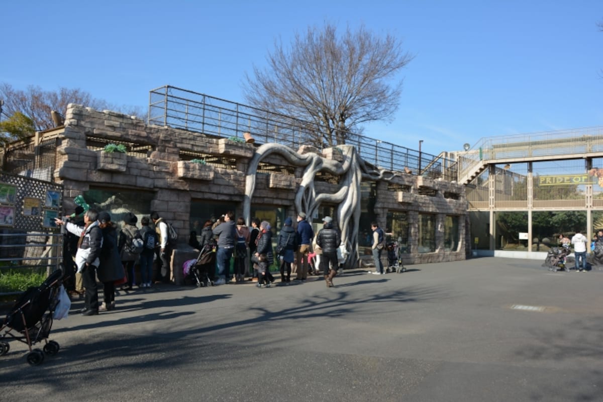 ガジュマルの樹をあしらったホワイトタイガー舎