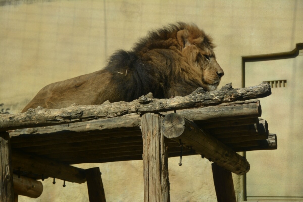 百獣の王ライオン