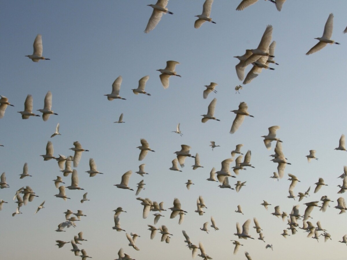 birds