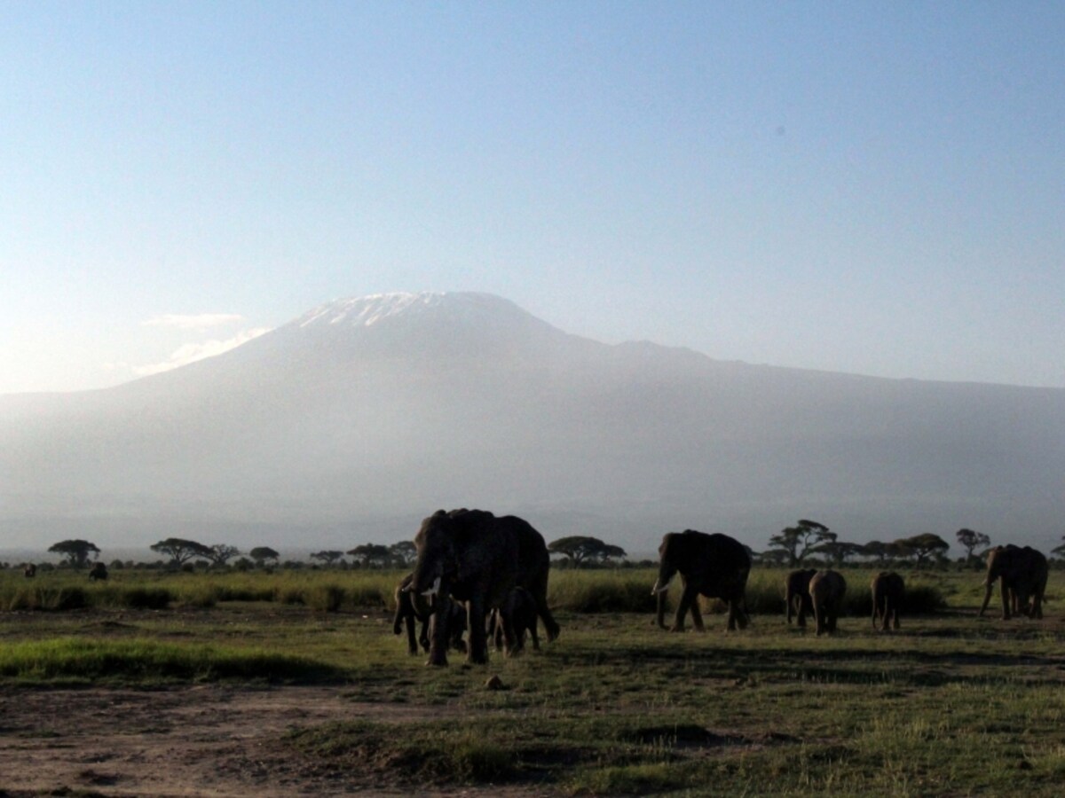elephantfamily