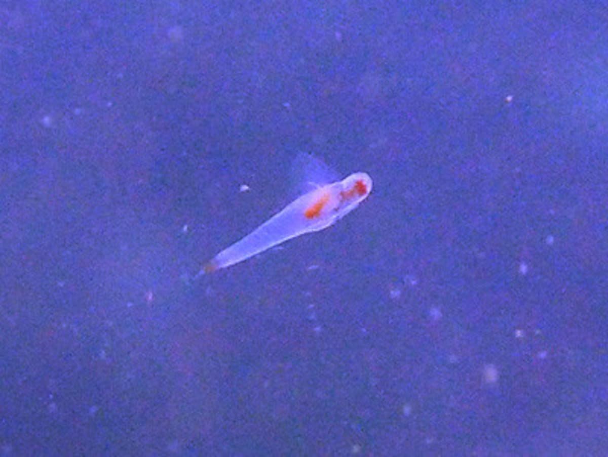 流氷ダイビング,流氷,クリオネ