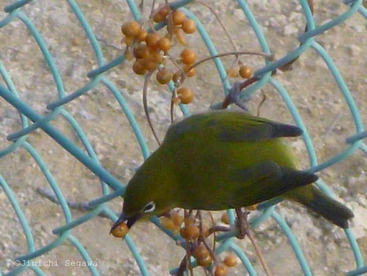 春の撮影