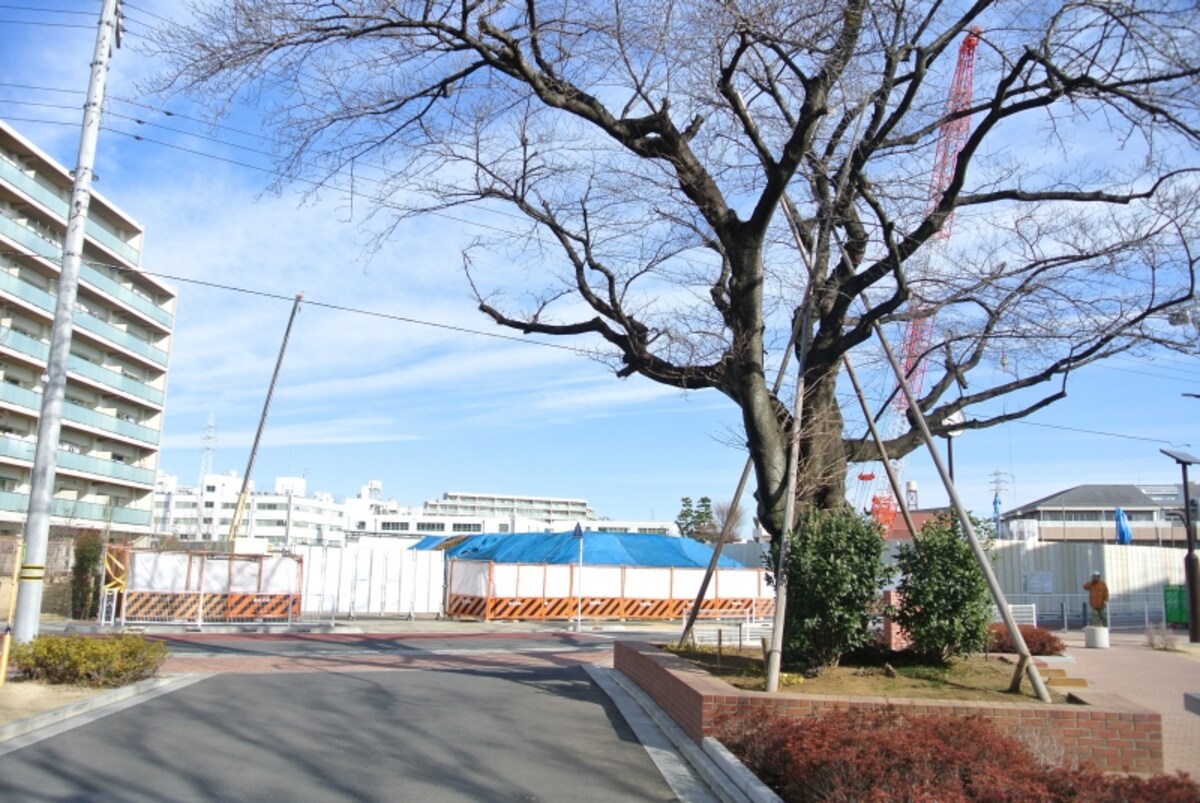 団地内のサクラと現地