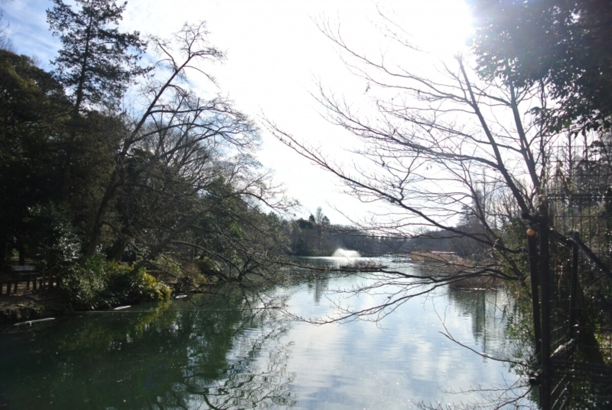 都立井の頭恩賜公園の井の頭池