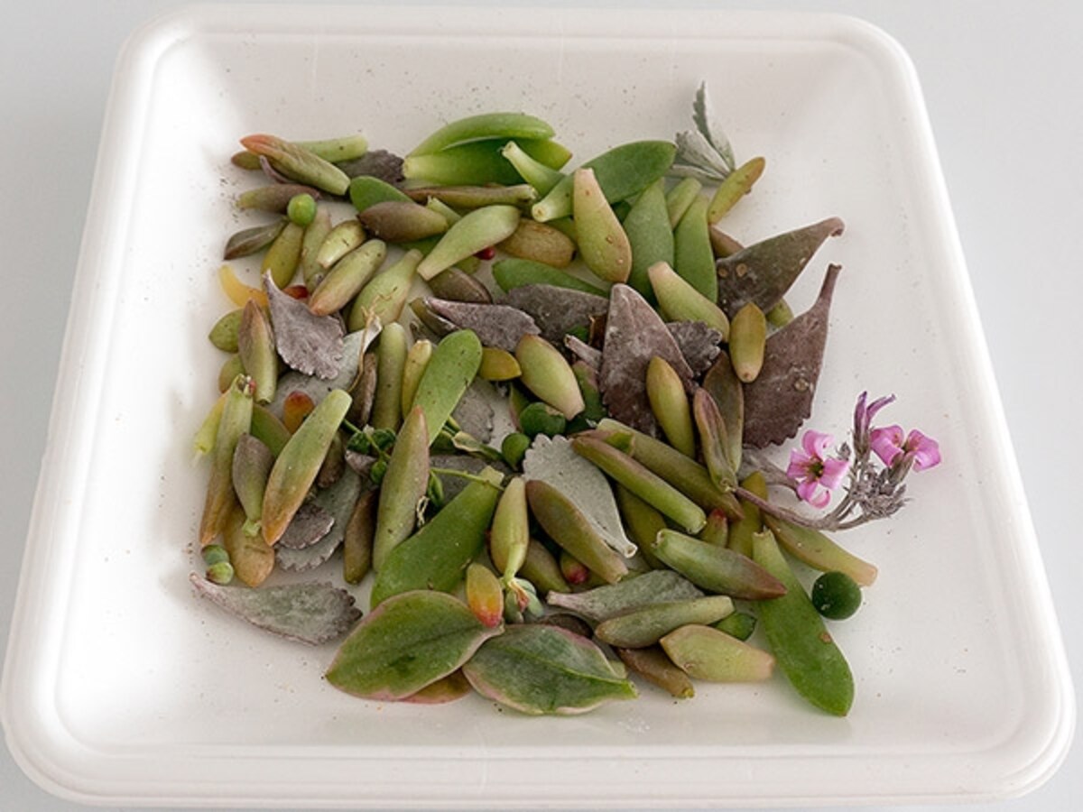 多肉植物の葉