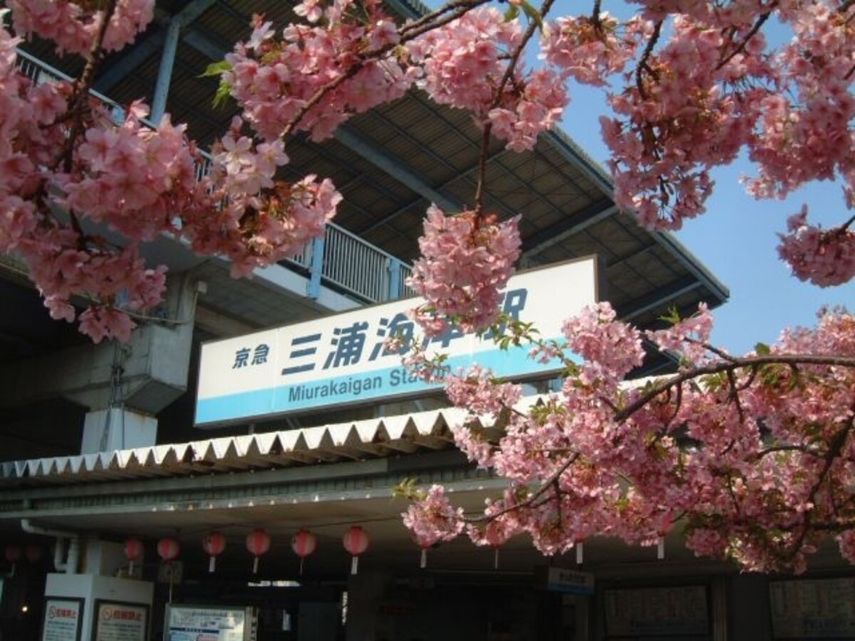 三浦海岸の河津桜(3)/三浦海岸駅前