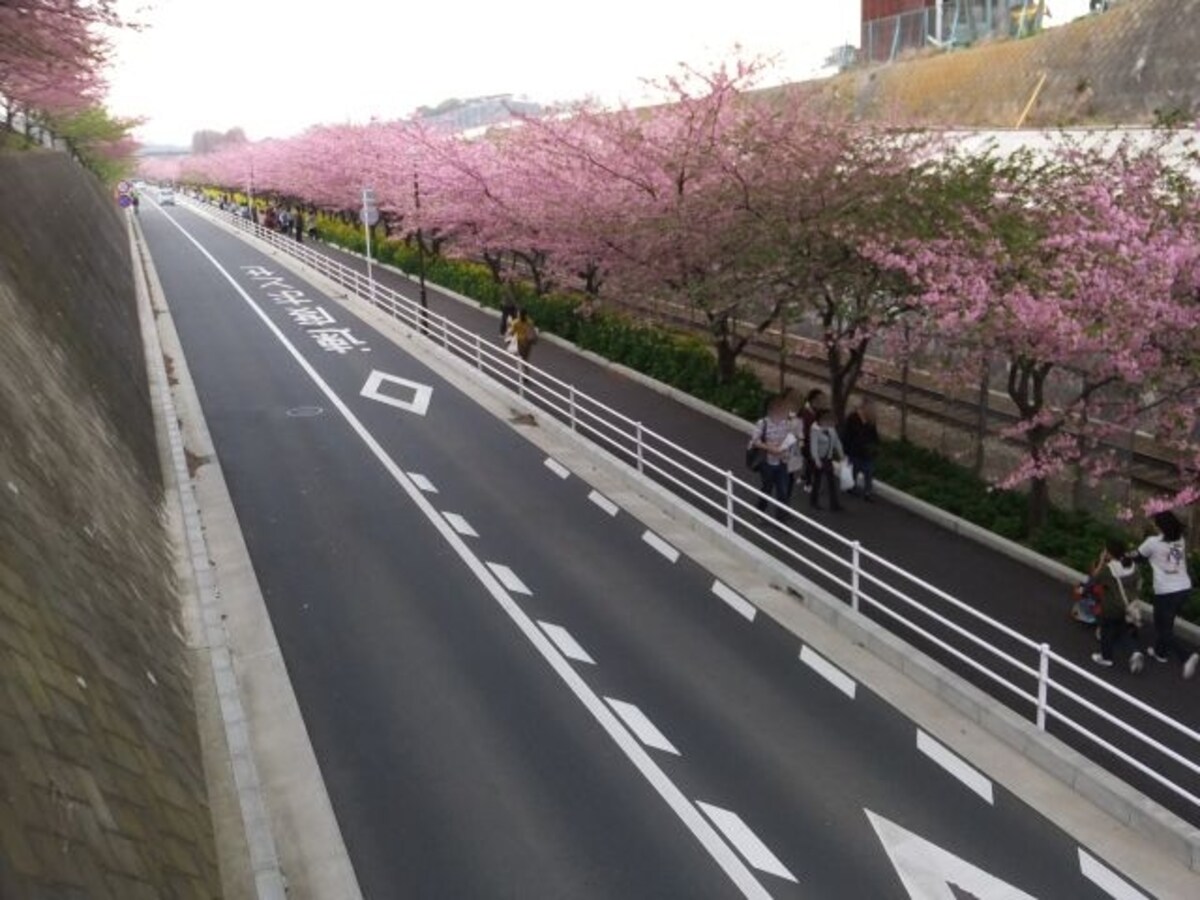 三浦海岸の河津桜(6)
