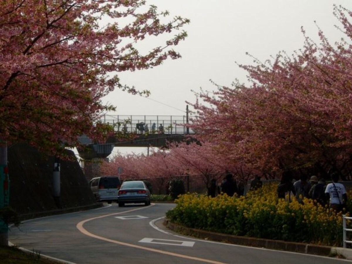 三浦海岸の河津桜(1)