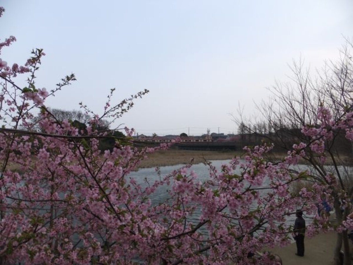 三浦海岸の河津桜(8)/小松ヶ池公園からの眺め