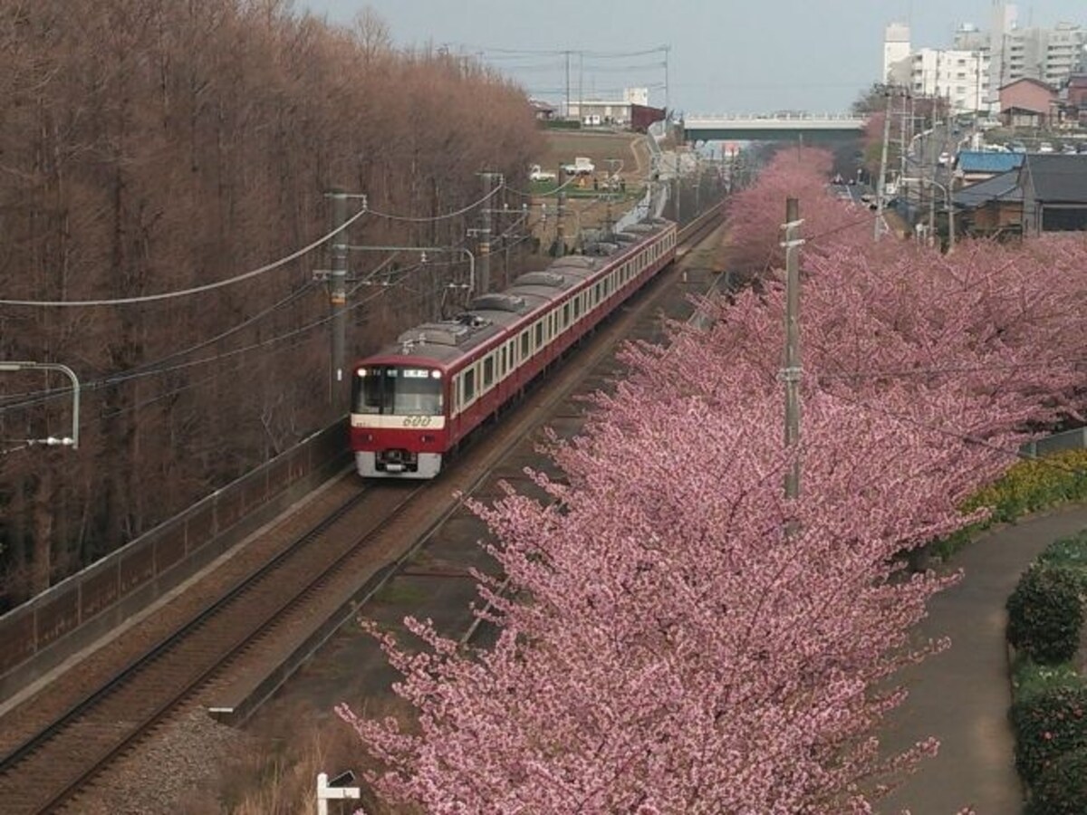 三浦海岸の河津桜(9)/京急線の電車と共に河津桜を見下ろす