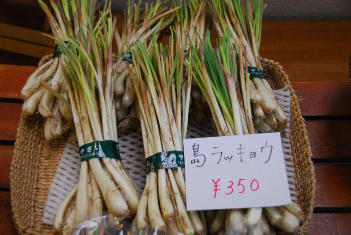 rakyo