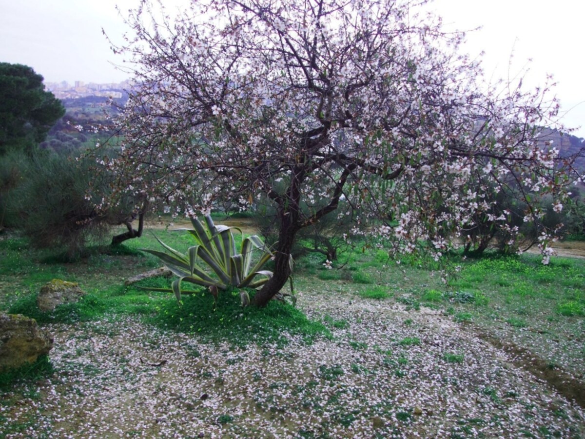 madorlo