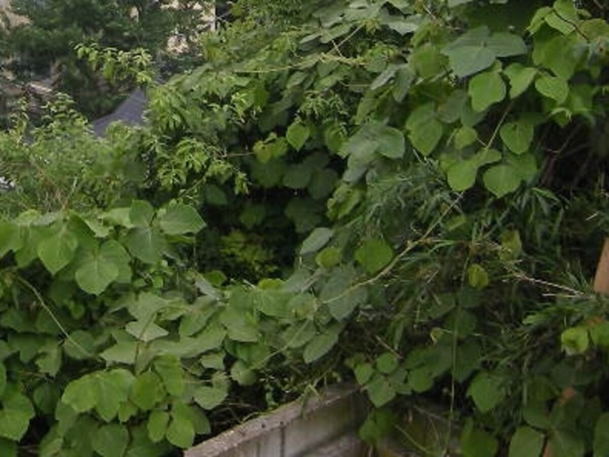 手入れをしないと、塀を乗り越えて、雑草が生い茂ってしまうことも（イメージ）