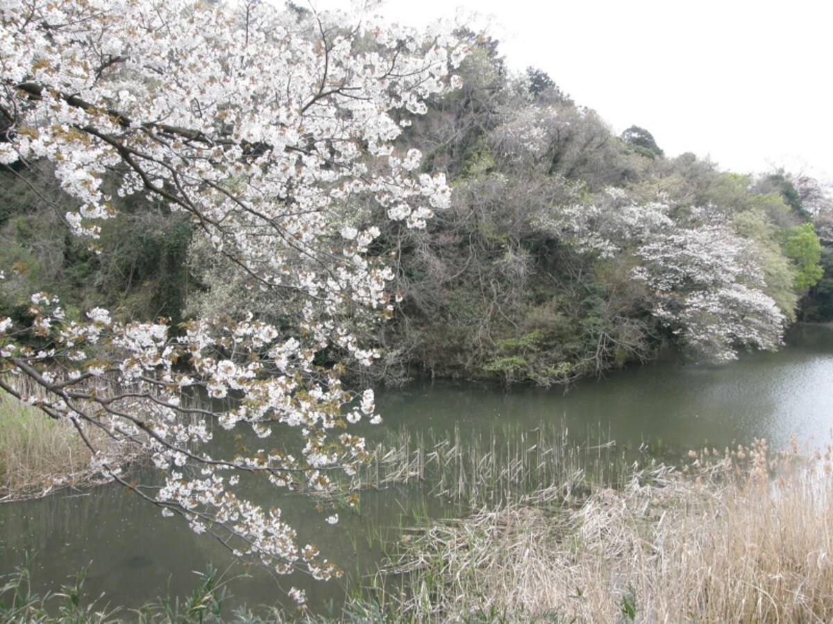 サクラ咲く夫婦池公園