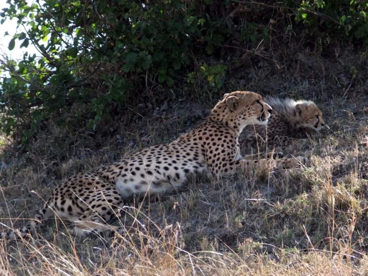 cheetah