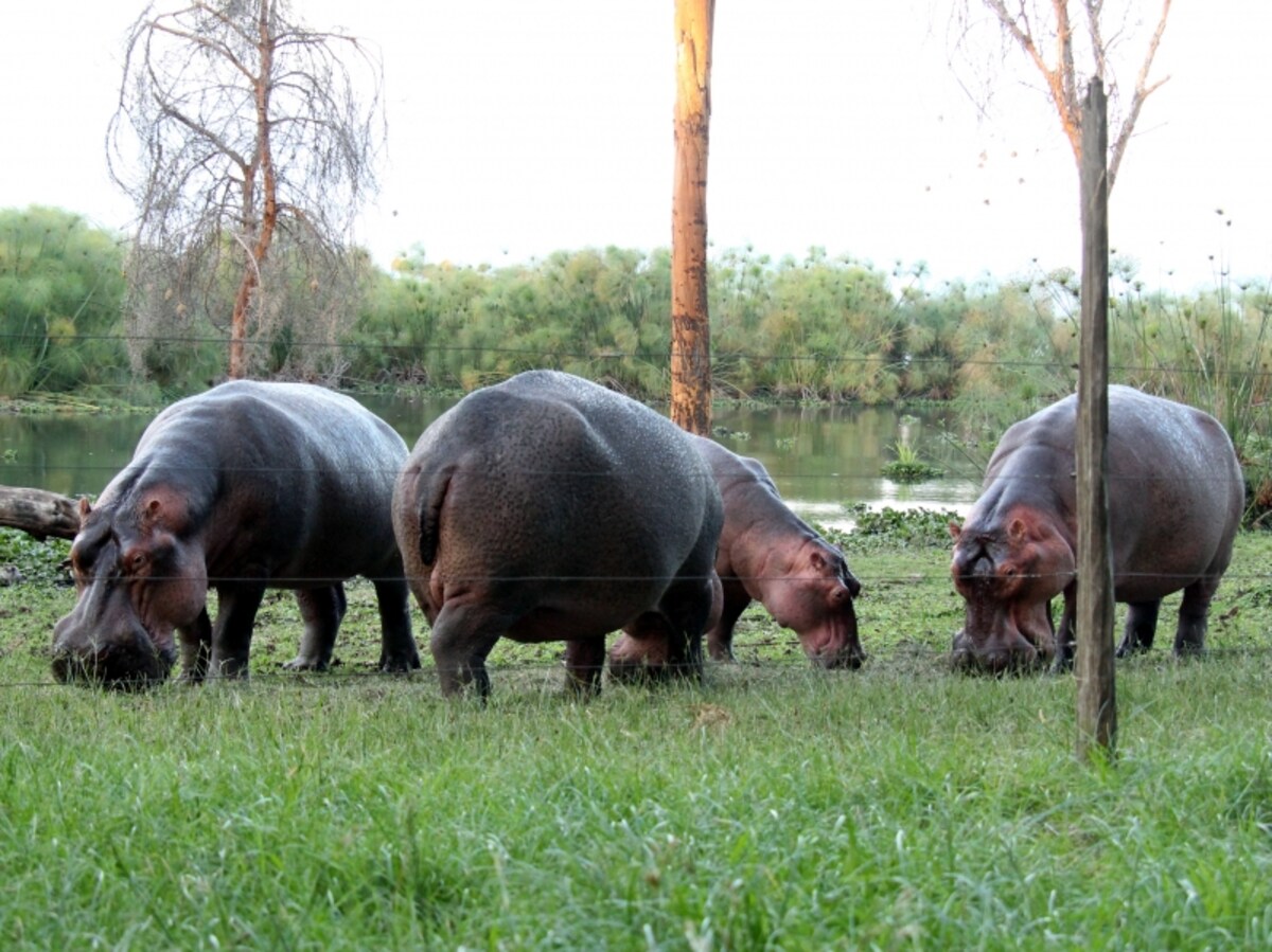 hippo