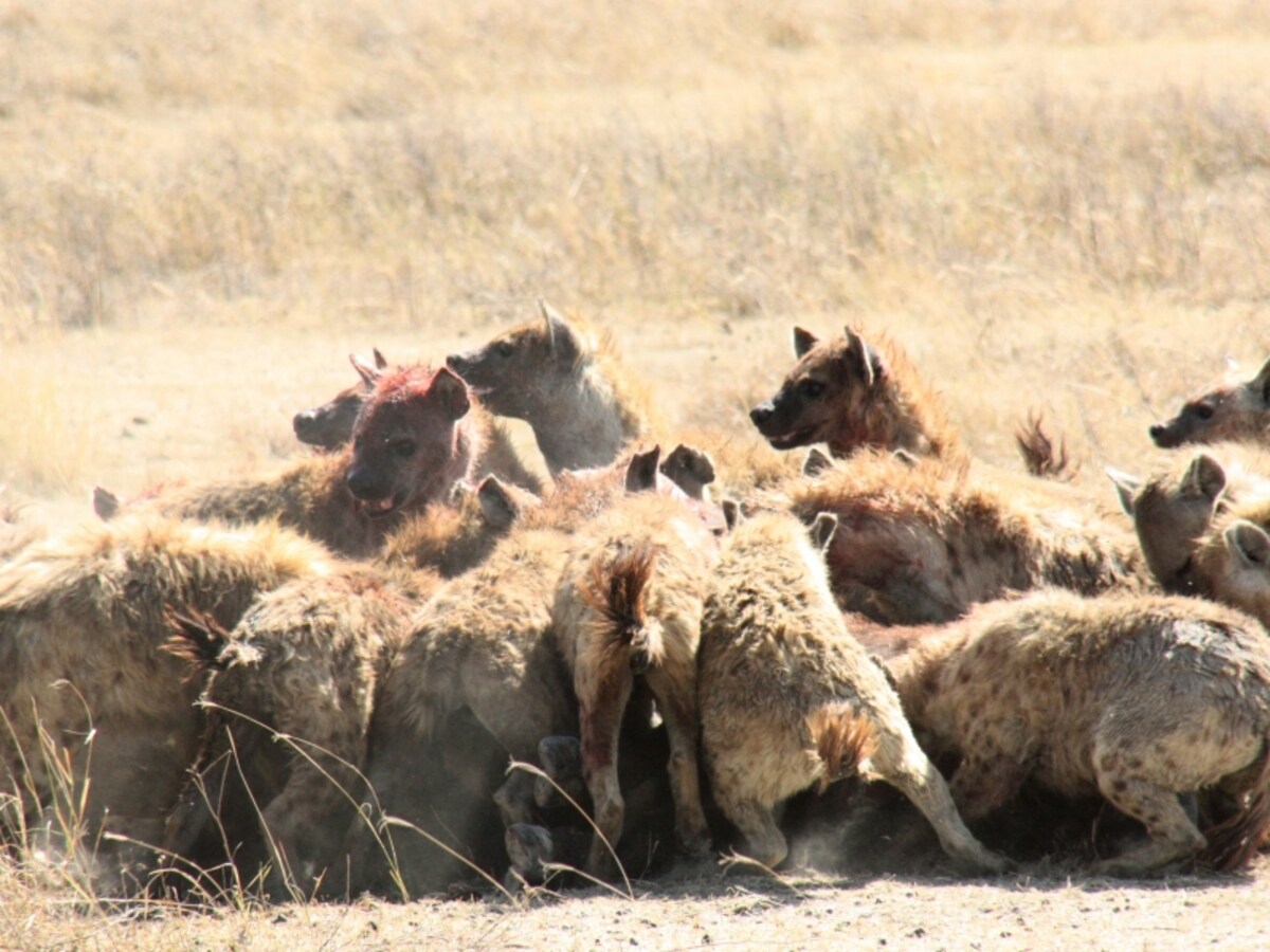 hyena