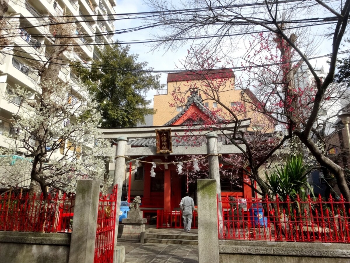 見事な紅梅と白梅