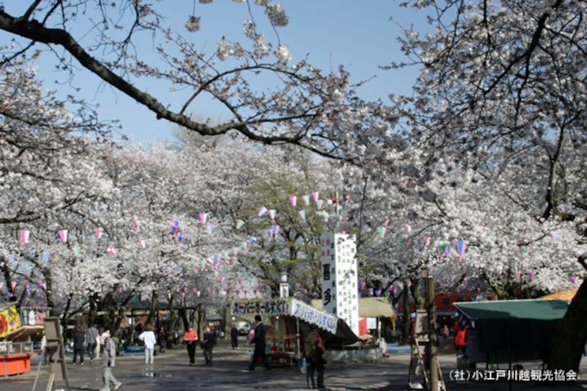 喜多院の桜。たくさんの人で賑わう境内。