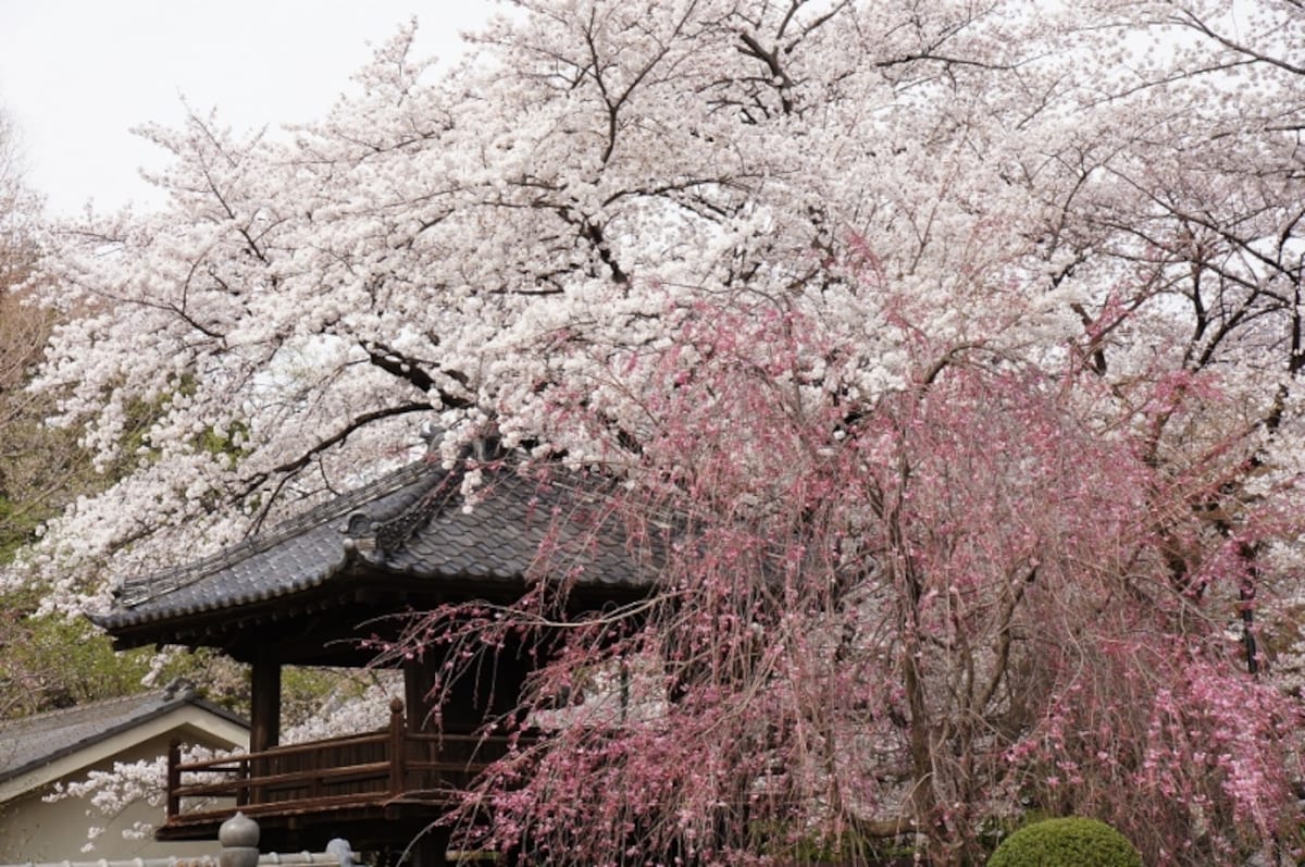 中院の桜。豪華。