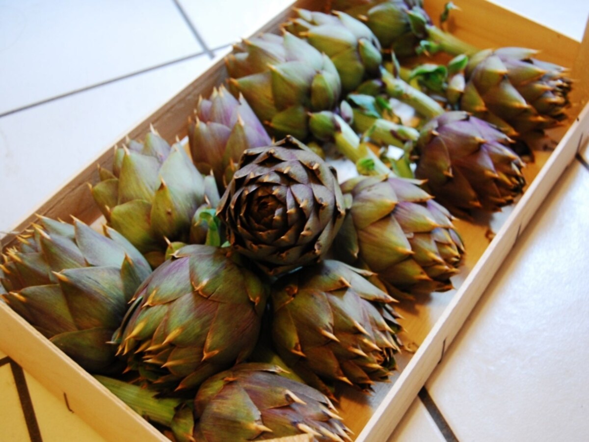 carciofi7