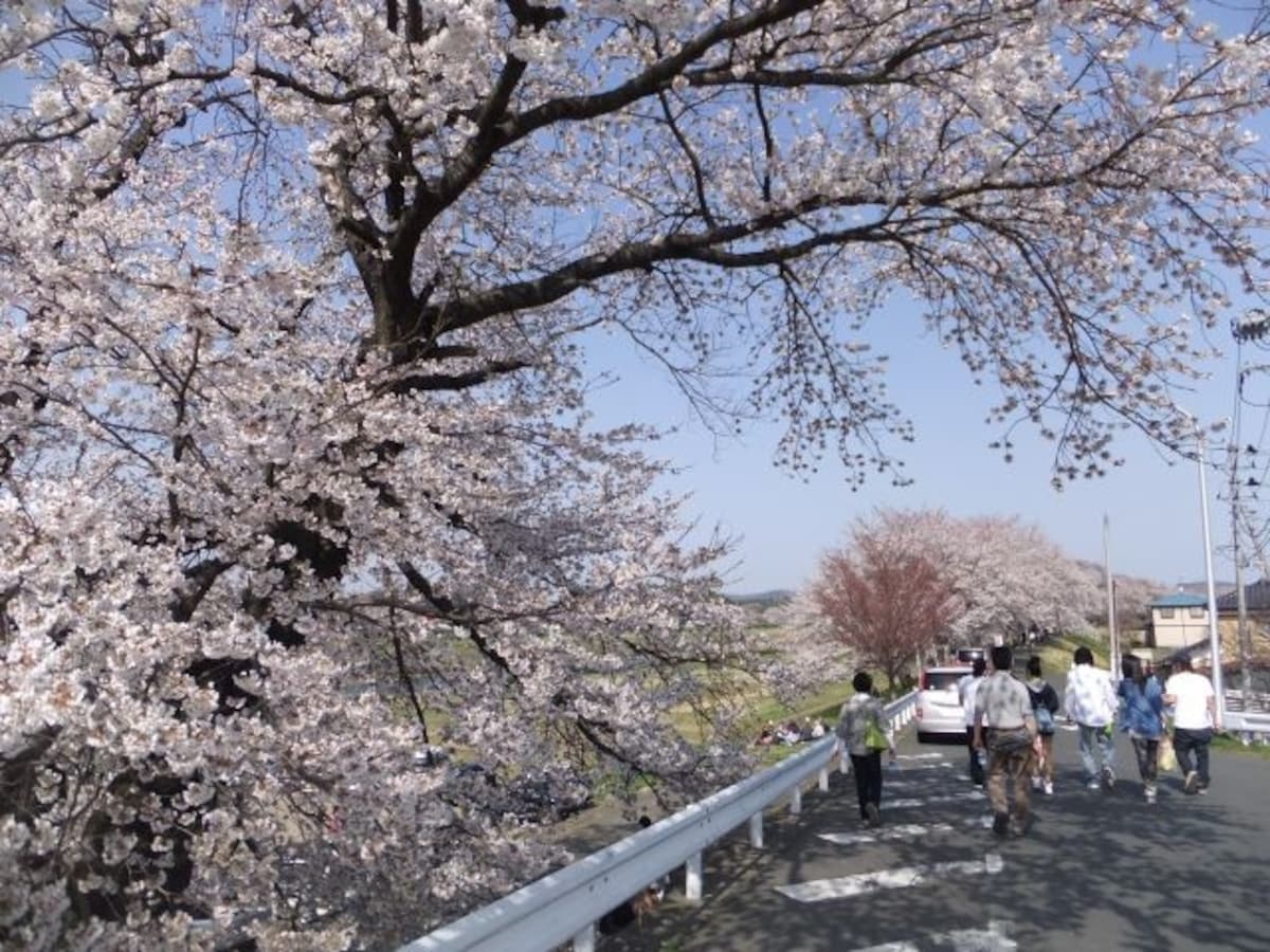 白石川堤一目千本桜（1）