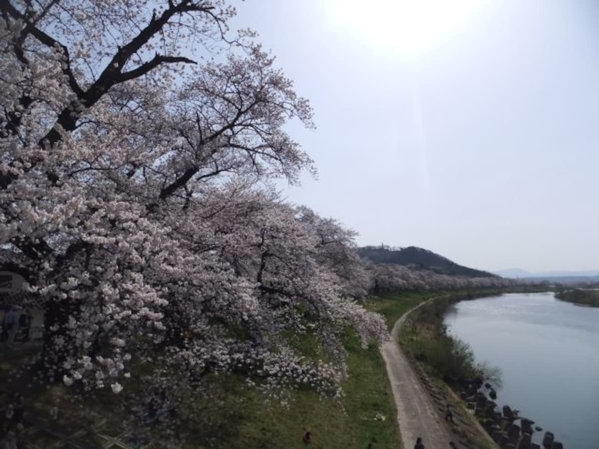白石川堤一目千本桜（4）