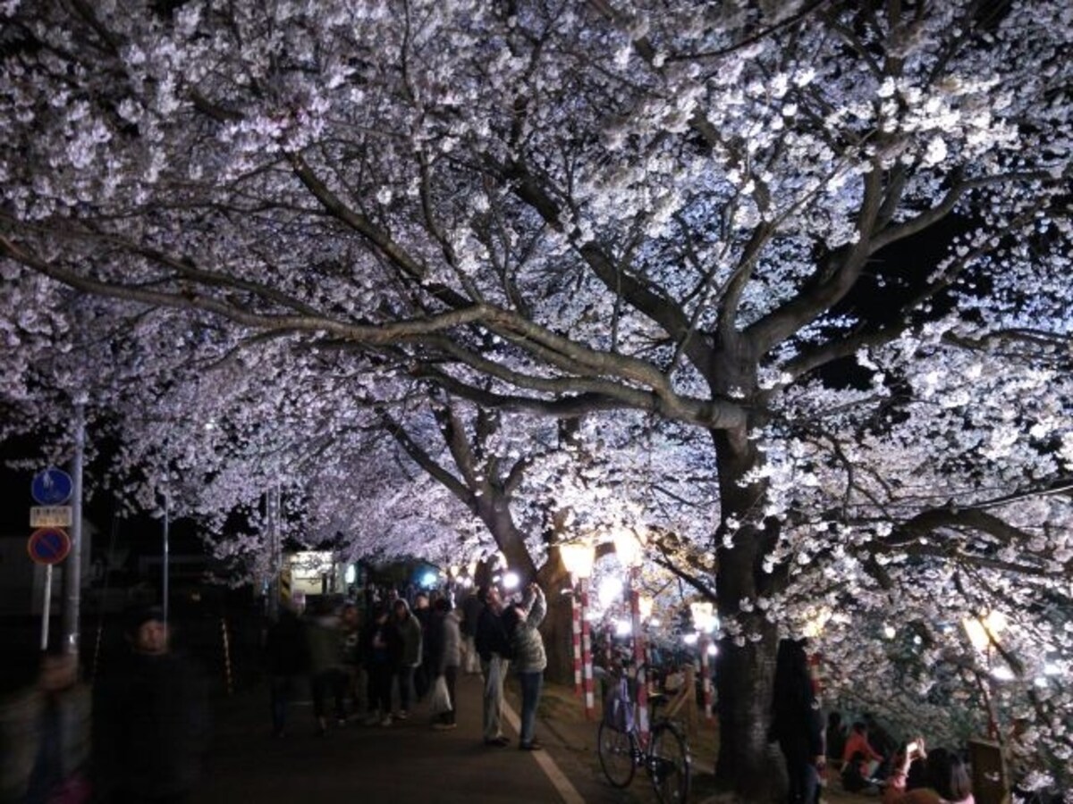 白石川堤一目千本桜（11）／大河原でのライトアップ