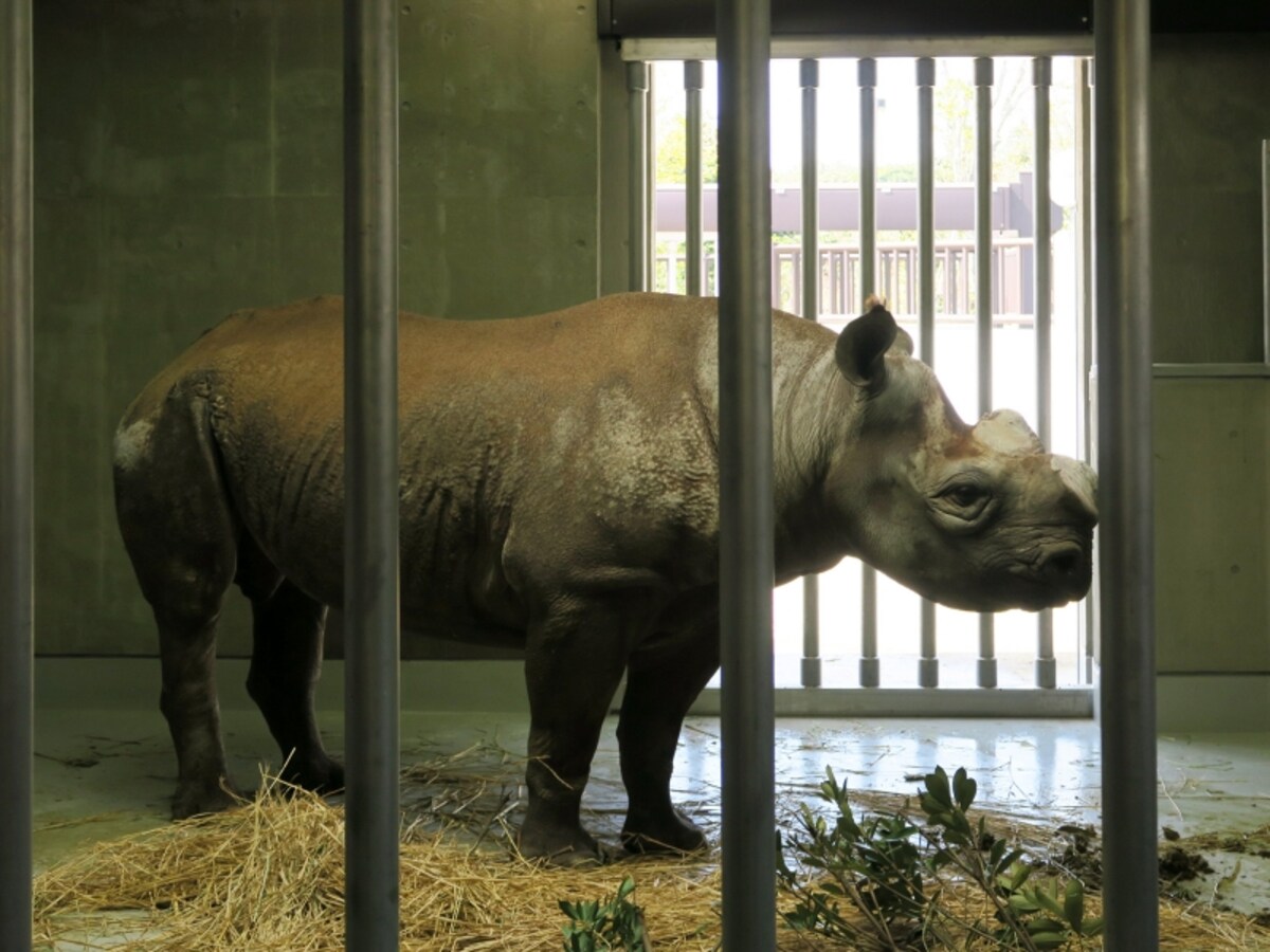 東山動物園（名古屋市）から来たヒガシクロサイ「ニル」。屋外展示場に出るために訓練中