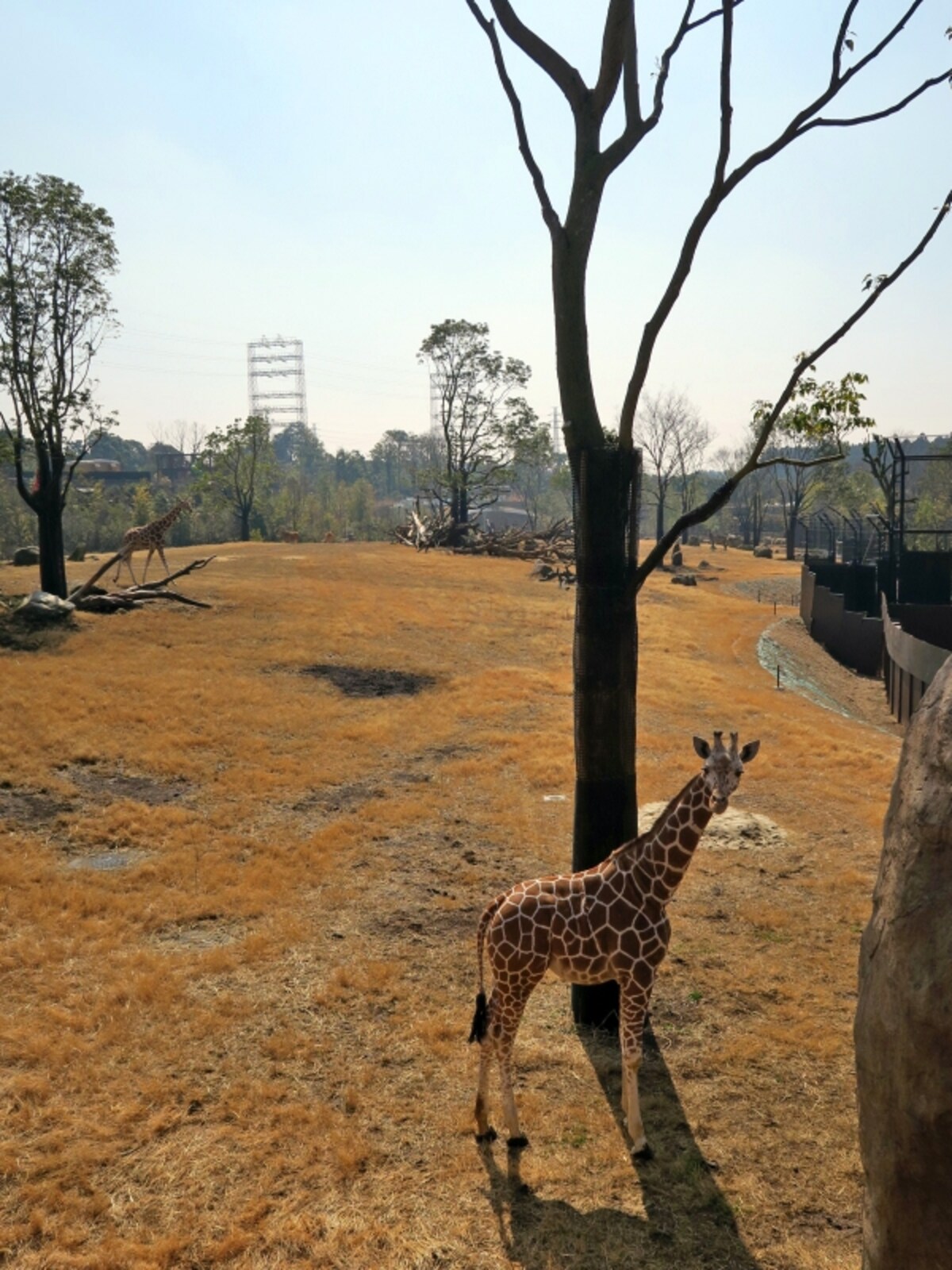 アメリカのグラディス・ポーター動物園から来たキリン「エマ」と「カルメン」