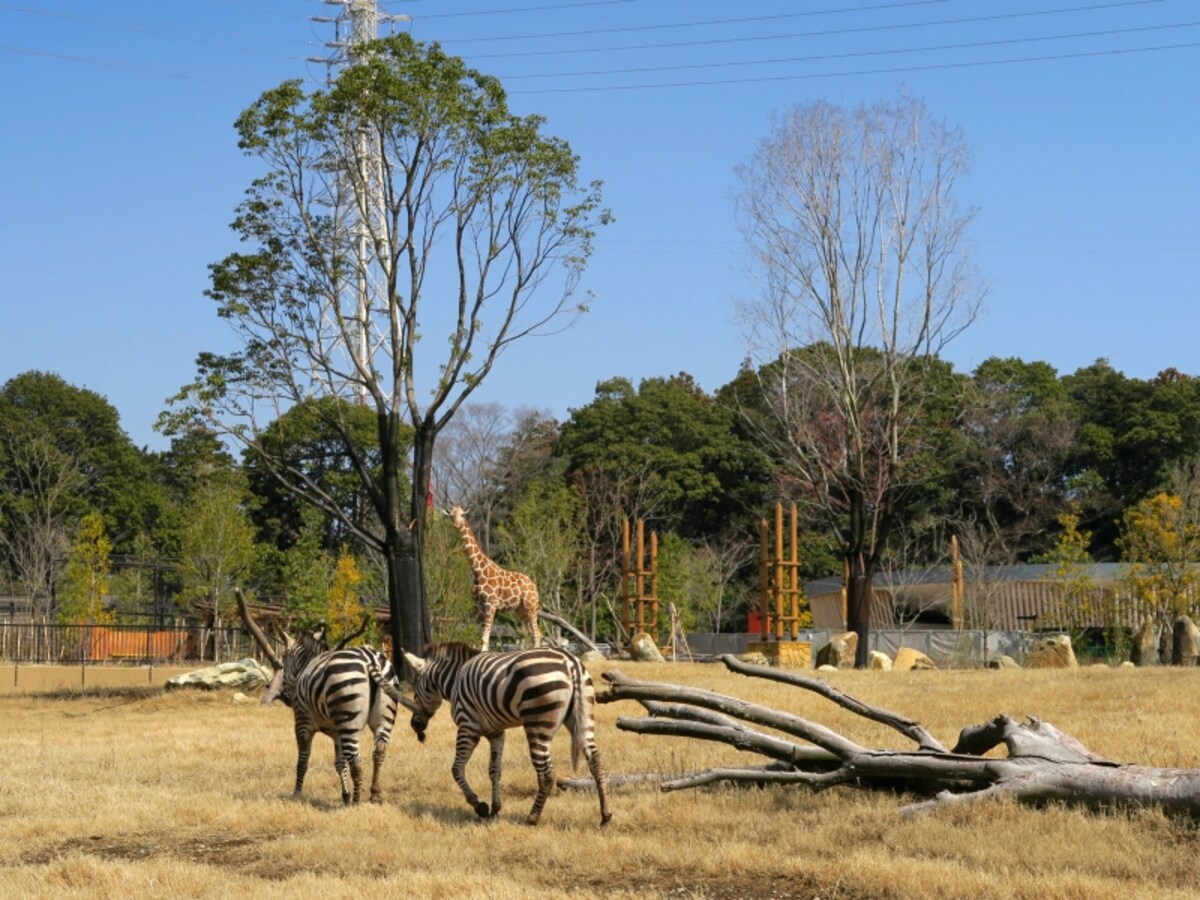 肉食動物と草食動物の4種混合展示が行われる草原エリア