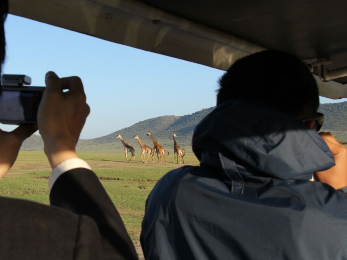 giraffe