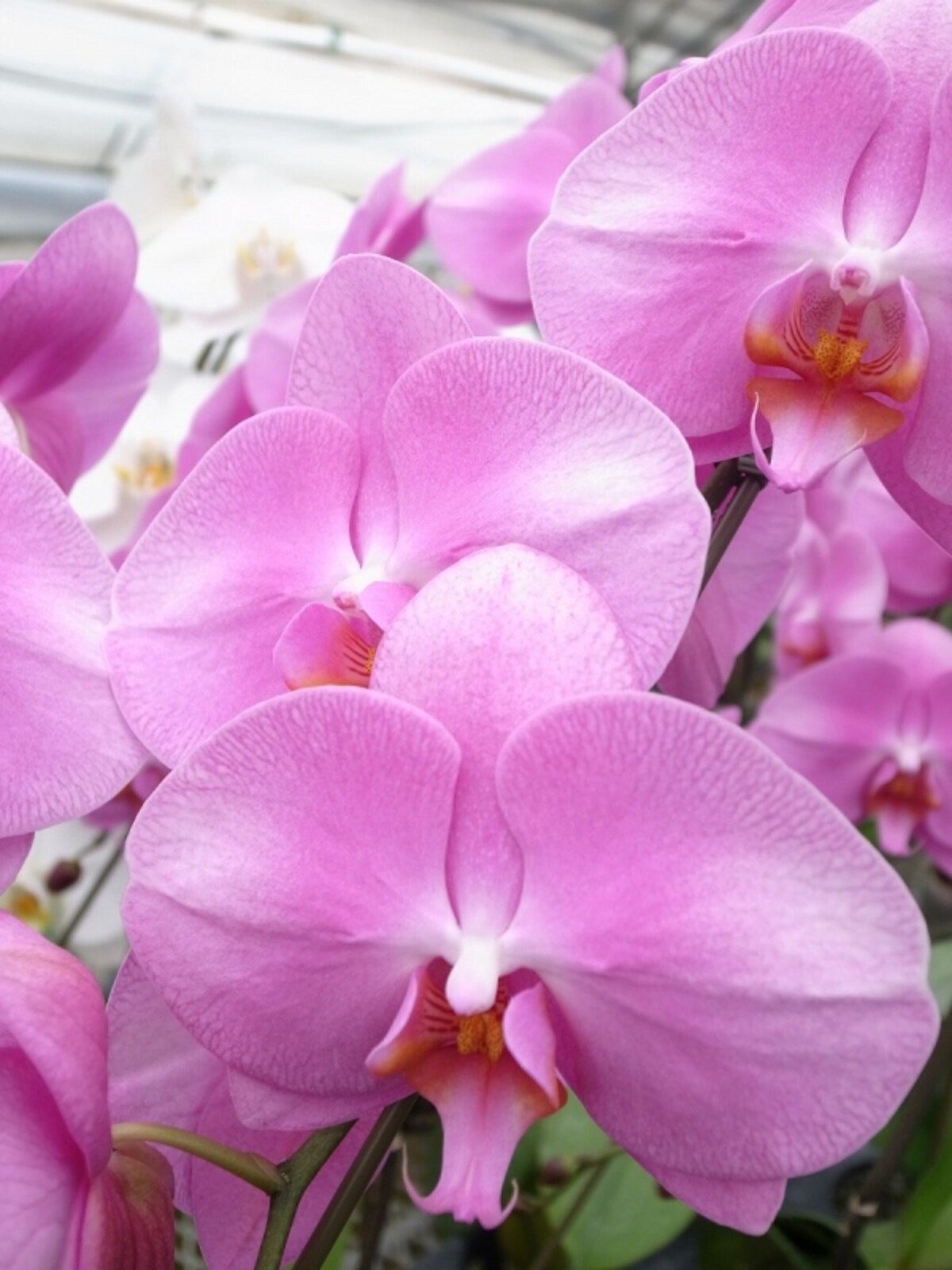 0pink