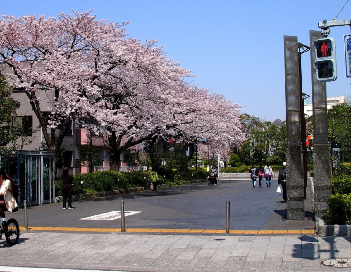 まさに春が来たなという景色