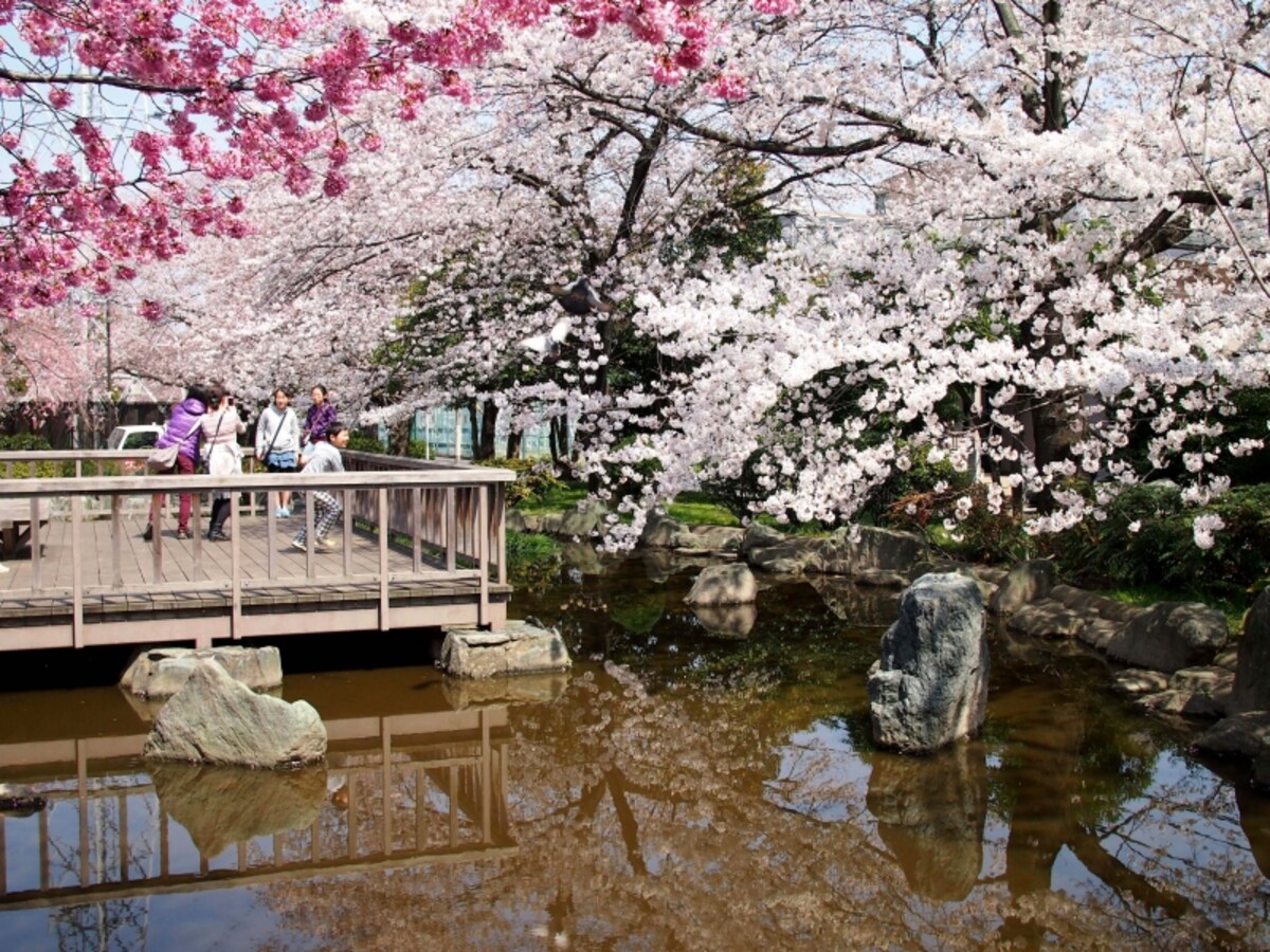 桜の周囲もいろいろあって楽しい