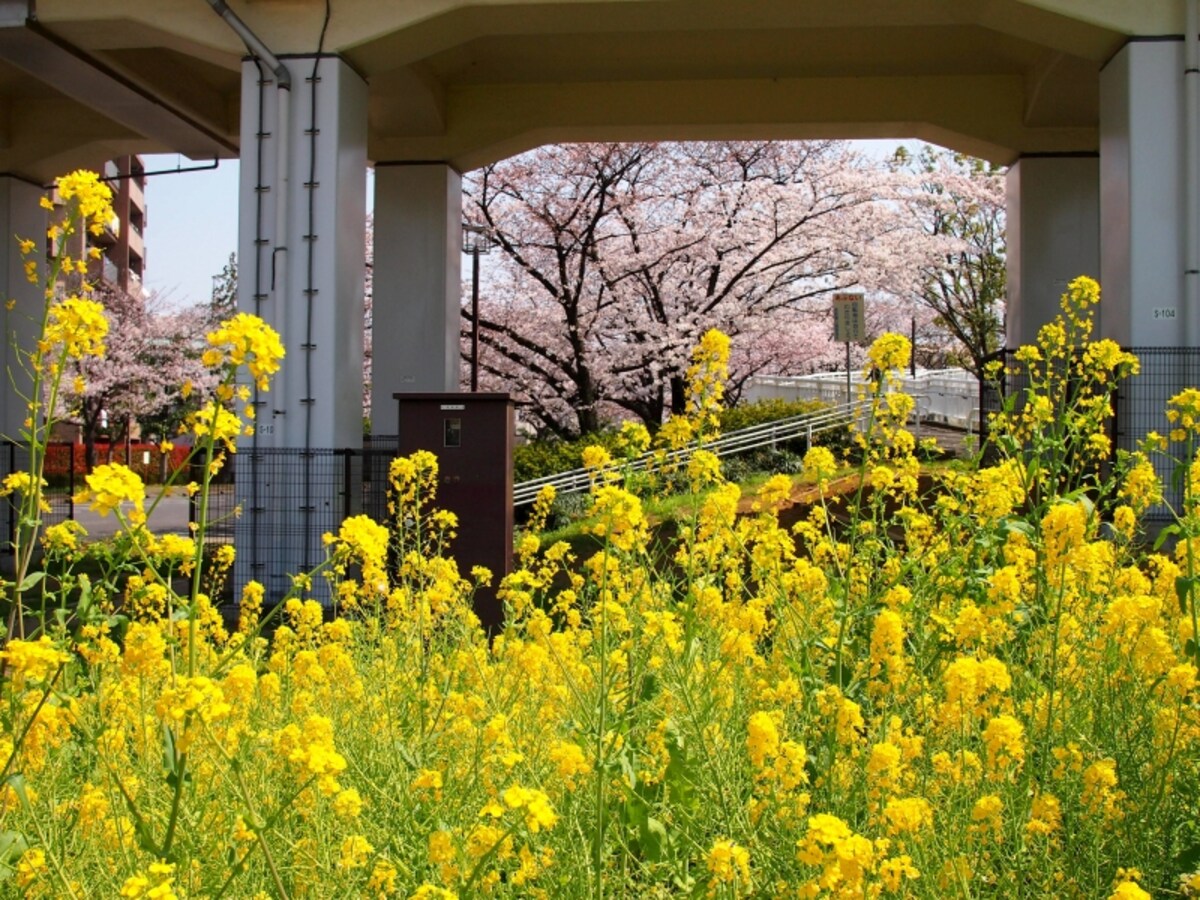 ごく自然な形で植物たちがたたずんでいる