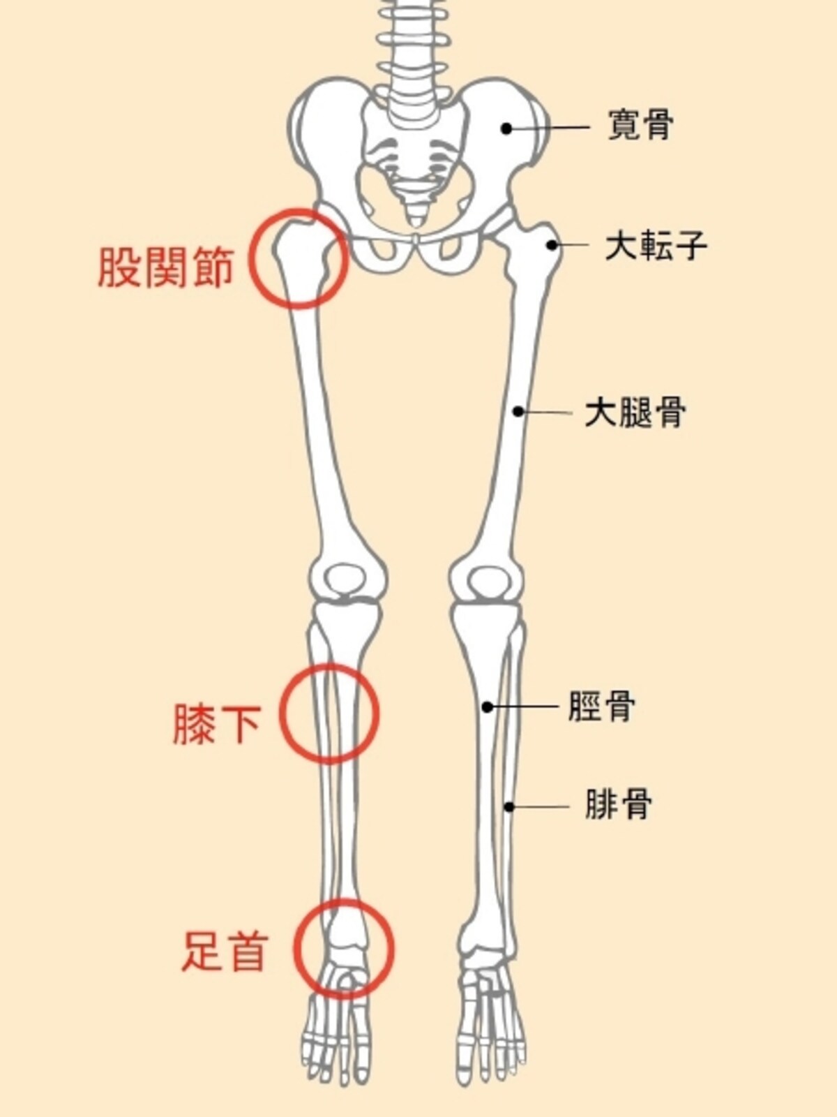 股関節
