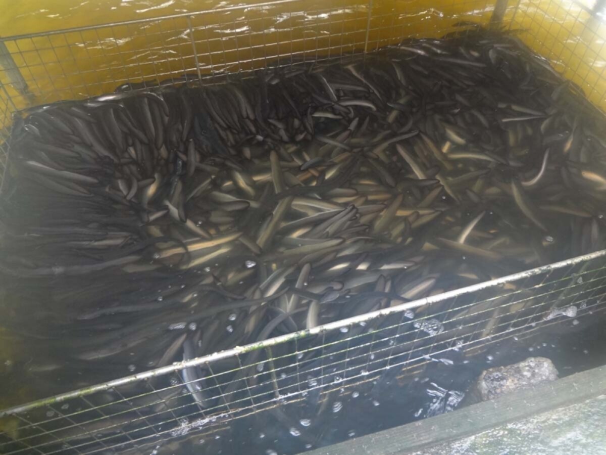 ウナギ養殖池